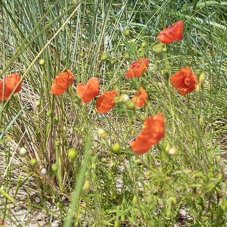 Prázdninový dům Beautiful Near The Sea Egmond aan den Hoef