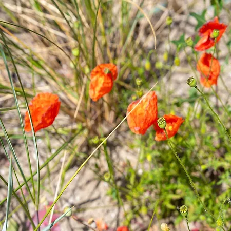 Beautiful Near The Sea Egmond aan den Hoef